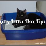 Kitty Litter Box Tips You Should Have Known Earlier