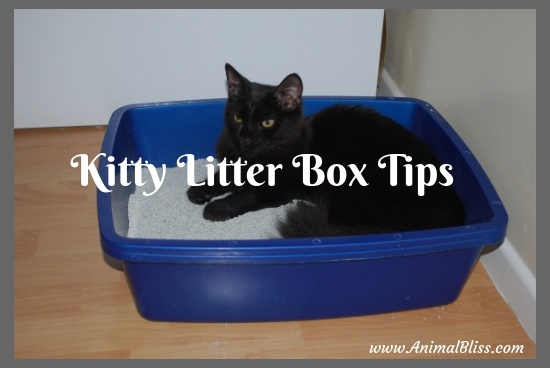 Kitty Litter Box Tips You Should Have Known Earlier