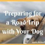 Preparing for a Road Trip with Your Dog