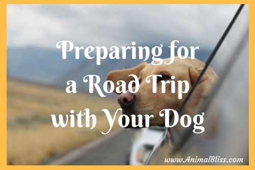 Preparing for a Road Trip with Your Dog
