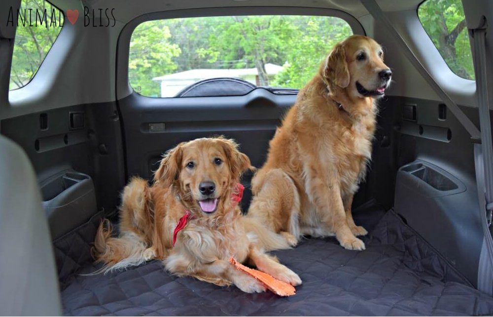 Two Golden Retrievers on a Dog Road Trip