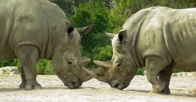 8 Interesting Facts About the Wild Rhinoceros