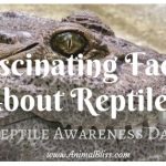 Fascinating Facts About Reptiles – Reptile Awareness Day