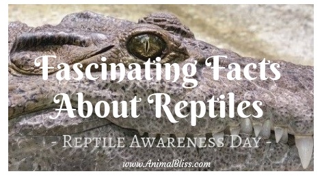 10 of the most fascinating facts about reptiles, Reptile Awareness Day, October 21