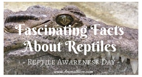 10 of the most fascinating facts about reptiles, Reptile Awareness Day, October 21