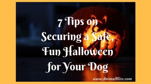7 Tips on Securing a Safe and Fun Halloween for Your Dog