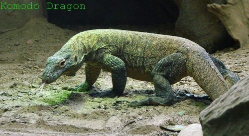 Komodo Large Lizard Reptile Komodo Dragon Big
