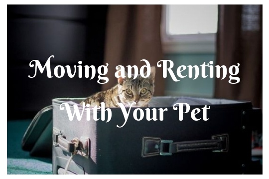 A Guide on Moving and Renting With Your Pet