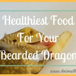 The Healthiest Food For Your Bearded Dragon