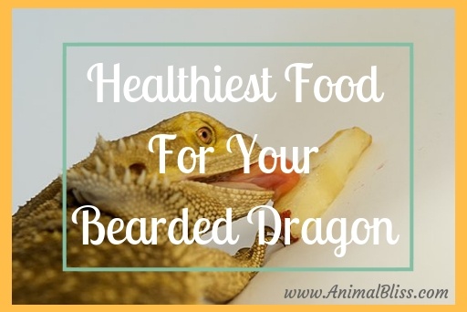 Healthiest Food for your Bearded Dragon