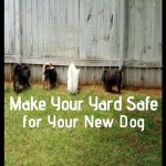Steps to Make Your Yard Safe for Your New Dog
