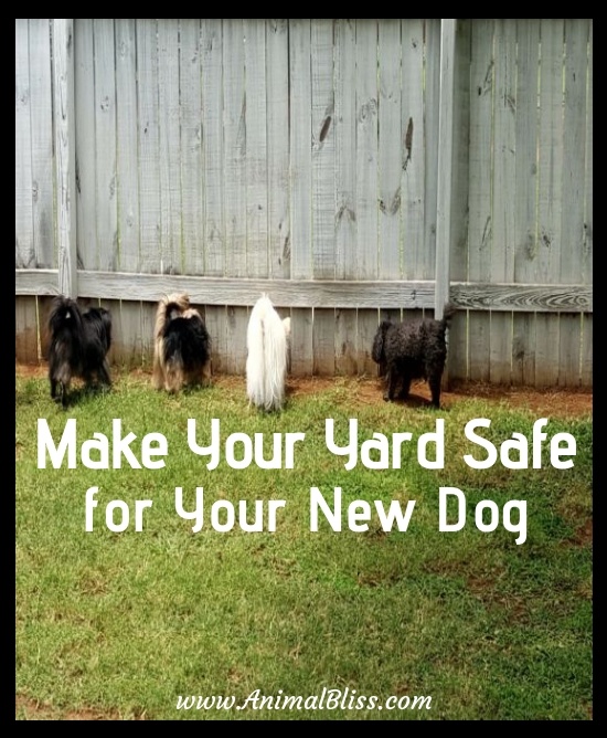 Steps to Make Your Yard Safe for Your New Dog