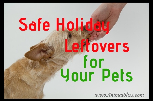 Safe Holiday Leftovers for Your Pets