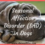 Seasonal Affective Disorder in Dogs: Do Dogs Get Winter Blues?