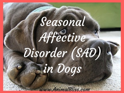 Seasonal Affective Disorder in Dogs: Do Dogs Get Winter Blues?