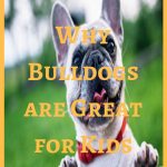 Myth Busted! Why Bulldogs are Great for Kids