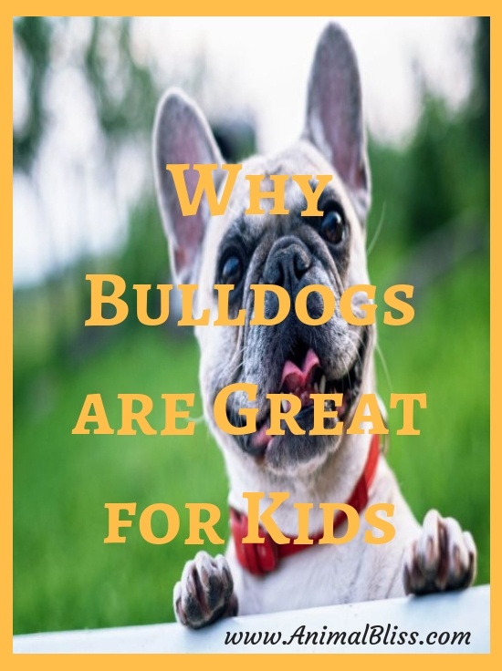 Myth Busted! Why Bulldogs are Great for Kids