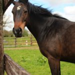 Keeping Your Horse Calm on Bonfire Night
