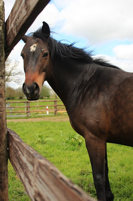 Keeping Your Horse Calm on Bonfire Night