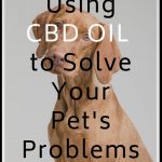 Using CBD Oil to Solve Your Pet Problems: Holistic Alternative