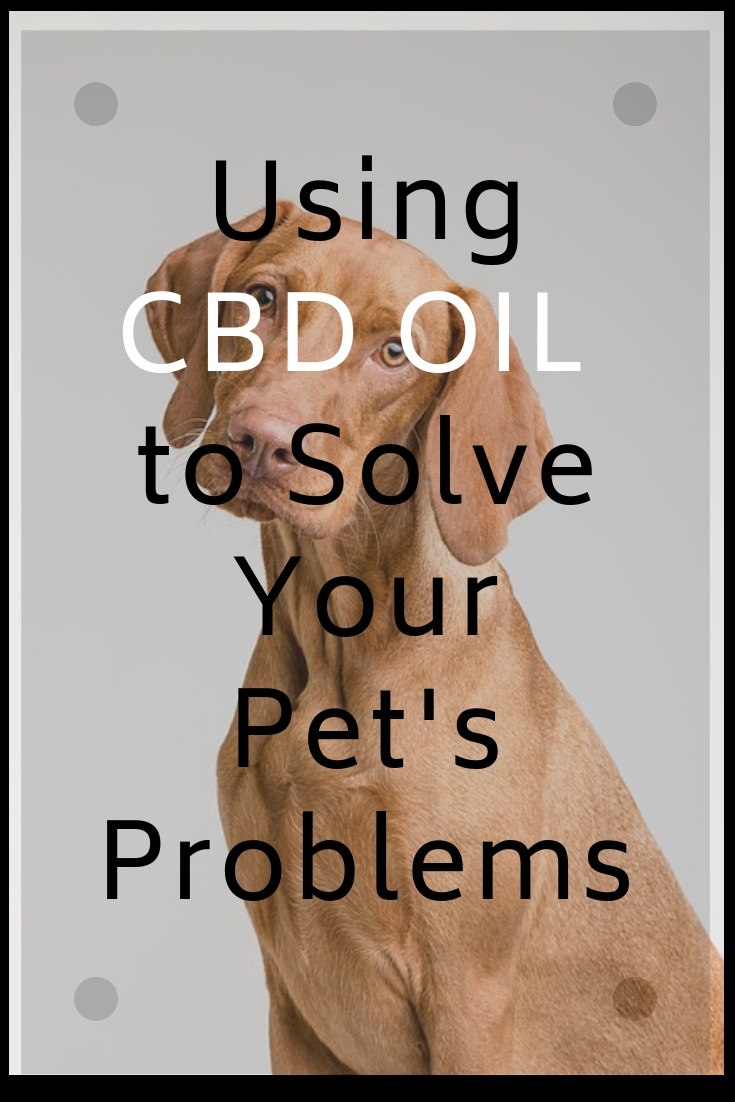 Consider using CBD Oil to solve your pet problems like anxiety, cancer, arthritis, and digestive issues.
