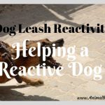 Dog Leash Reactivity: 5 Tips for Helping a Reactive Dog