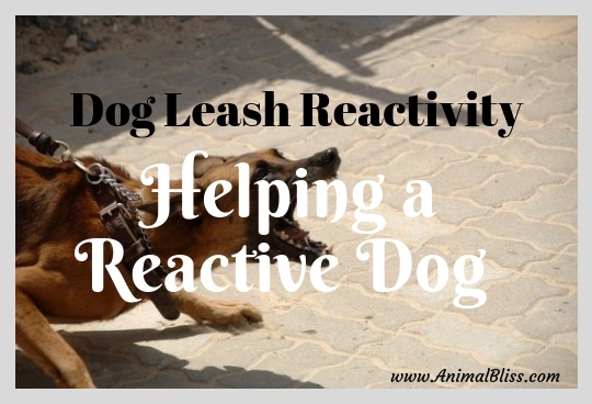 Dog Leash Reactivity: 5 Tips for Helping a Reactive Dog