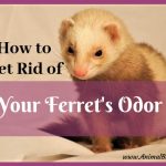 7 Ways to Get Rid of Your Ferret’s Odor