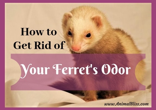 How to Get Rid of Your Ferret's Odor