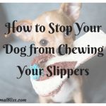 How to Stop Your Dog from Chewing Your Slippers