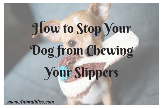 How to Stop Your Dog from Chewing Your Slippers