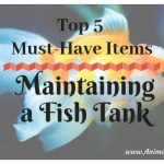 Top 5 Must Have Items for Maintaining a Fish Tank