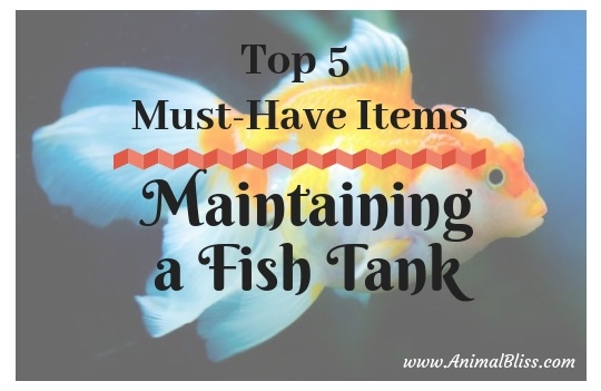 Top 5 Must Have Items for Maintaining a Fish Tank