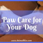Paw Care for Your Dog – Everything You Need to Know