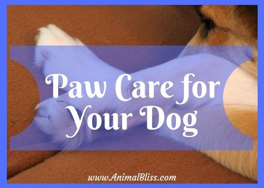 Paw Care for Your Dog - Everything You Need to Know