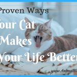 10 Proven Ways Your Cat Makes Your Life Better