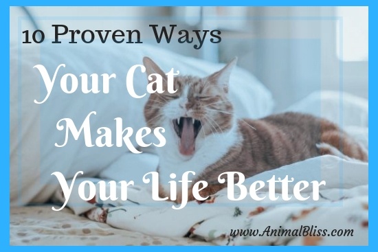 10 Proven Ways Your Cat Makes Your Life Better