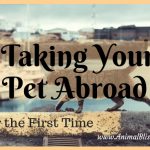 A Complete Guide to Taking Your Pet Abroad for the First Time