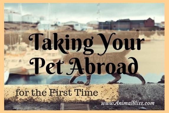 A Complete Guide to Taking Your Pet Abroad for the First Time