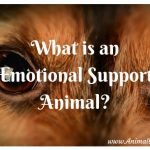 What is an Emotional Support Animal (ESA)?
