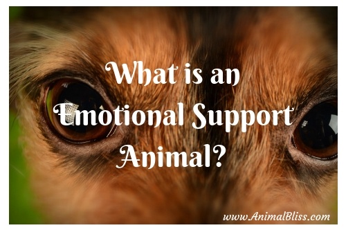 What is an emotional support animal (ESA)?