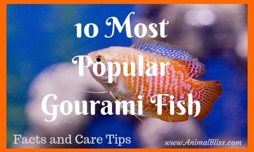 10 Most Popular Gourami Fish, Care Tips and Facts