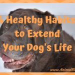 4 Healthy Habits to Extend Your Dog’s Life