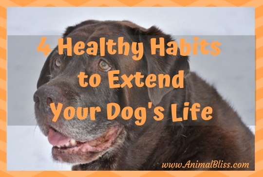 4 Healthy Habits to Extend Your Dog's Life