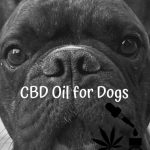 CBD Oil for Dogs: Guidelines and Dosage Guide