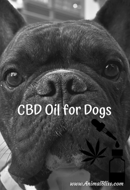 CBD Oil for Dogs: Guidelines and Dosage Guide