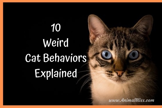 10 Weird Cat Behaviors Explained. Is Your Cat Okay? Probably.