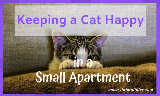 Keeping a cat happy in a small apartment is not difficult. Following these 5 tips will ensure your cat stays content to be your companion.