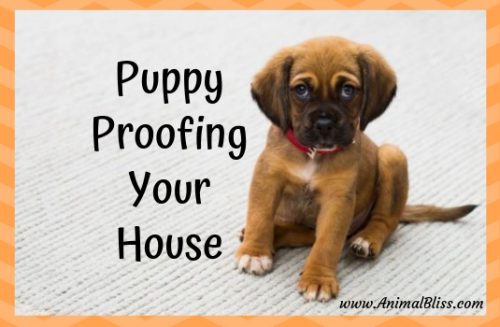 Puppy-Proofing Your House Before Bringing Your New Puppy Home