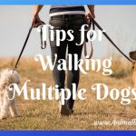 Tips for Walking Multiple Dogs at Once